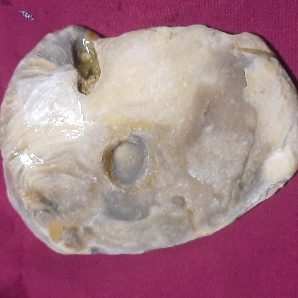 Opalized, fossilized Sea shell